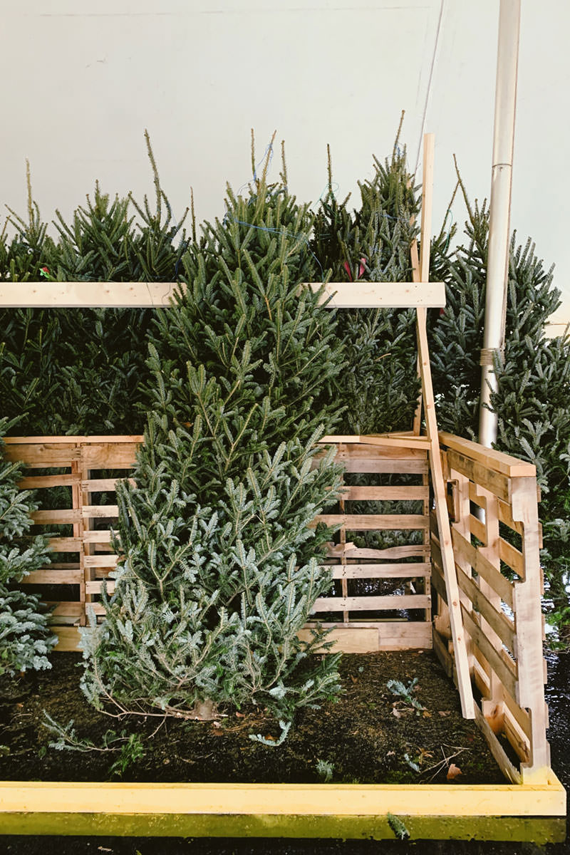 BH-Home-Nordmann-Fir BH-Home-Nordmann-Fir