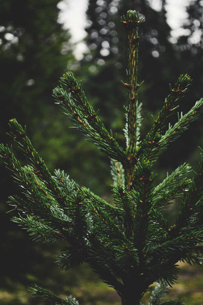 BH-Home-Norway-Spruce