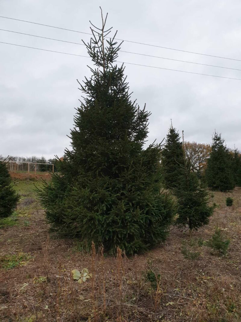 Traditional Norway Spruce