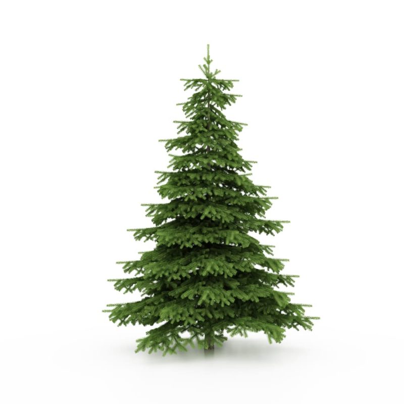 Nordmann Fir