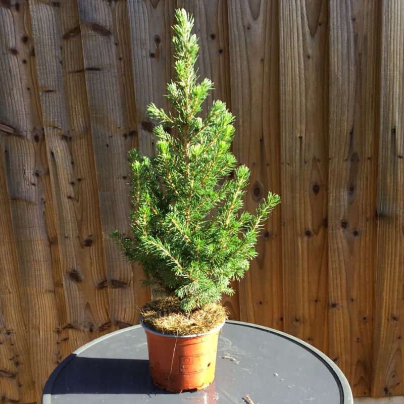 Picea Glauca Conica 4Litre Pot