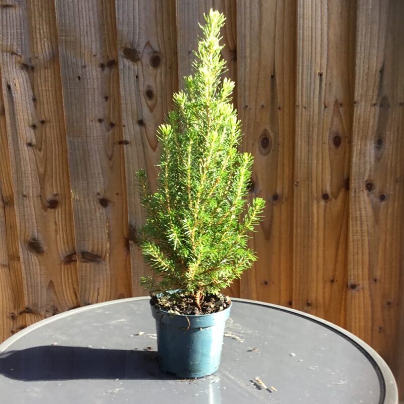 Picea Glauca Perfecta