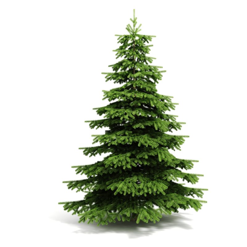 Fraser Fir